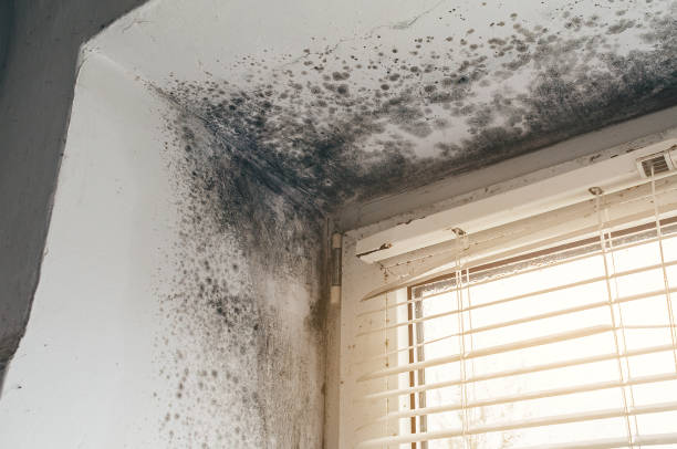 Affordable Attic Mold Remediation solutions in Plano, IL