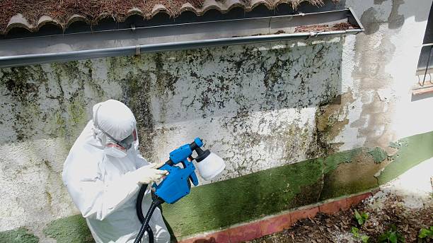 Top rated local Attic Mold Remediation specialists in Plano, IL